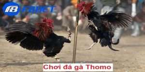 Đá gà Thomo là gì?